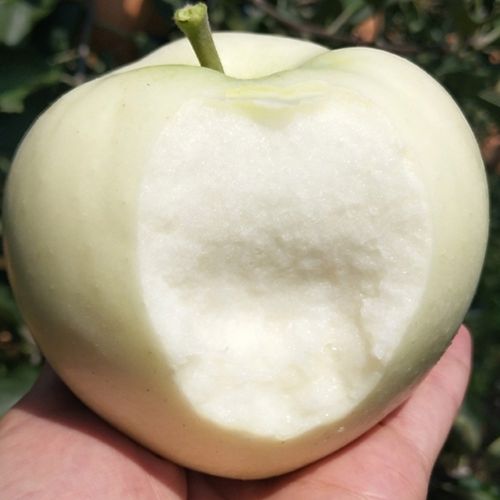 白色苹果是什么品种？白色苹果的功效与作用？-第8张图片-优品飞百科