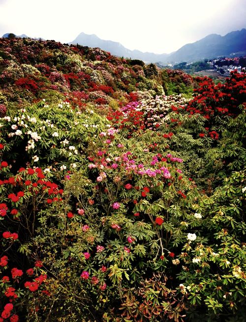 贵州毕节天气预报？贵州毕节天气预报7天一周？-第3张图片-优品飞百科