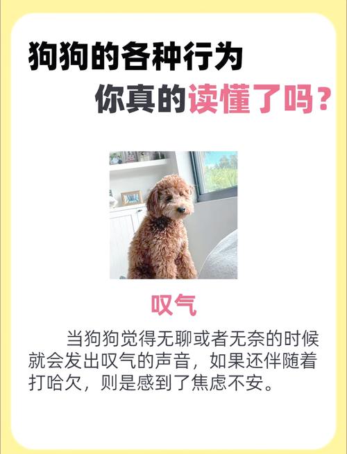 疫情可以养狗？疫情可以养狗吗现在？