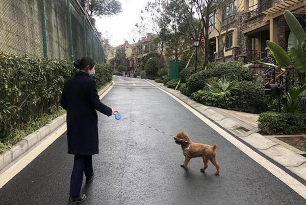 疫情可以养狗？疫情可以养狗吗现在？-第2张图片-优品飞百科