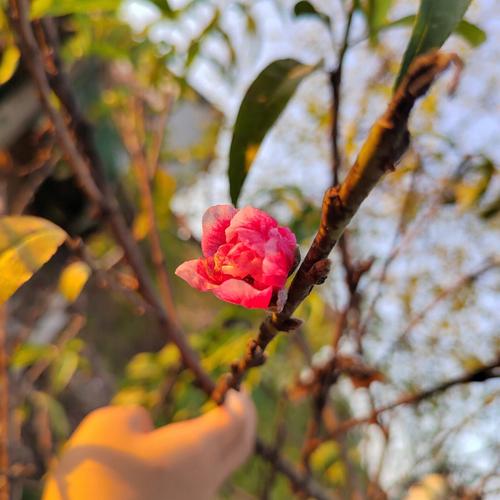 荣耀50pro拍照什么水平，荣耀50pro拍照效果好吗-第5张图片-优品飞百科