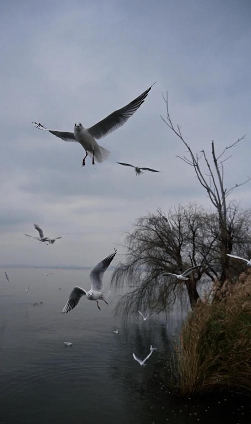 尼康z7二代配什么镜头，尼康z7ii配什么镜头好？