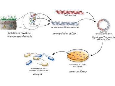 宏基因组测序分析流程，宏基因组测序分析流程PPT？-第6张图片-优品飞百科