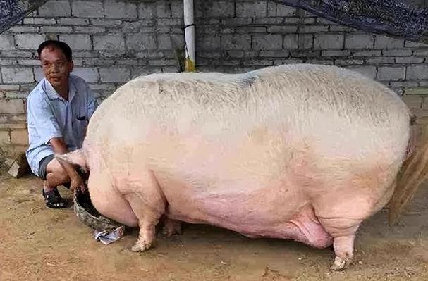 杨凌生猪疫情，杨凌猪肉费用今日价？