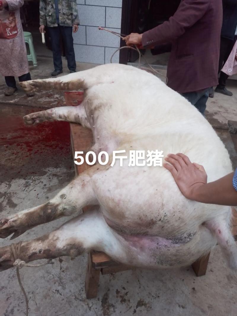 杨凌生猪疫情，杨凌猪肉费用今日价？-第5张图片-优品飞百科