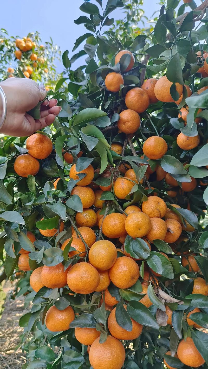 疫情下砂糖橘？疫情期间沙糖桔能吃吗？-第4张图片-优品飞百科
