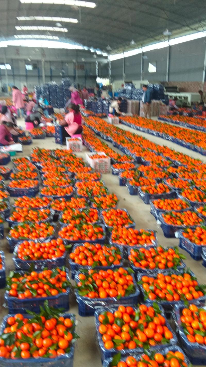 疫情下砂糖橘？疫情期间沙糖桔能吃吗？-第6张图片-优品飞百科