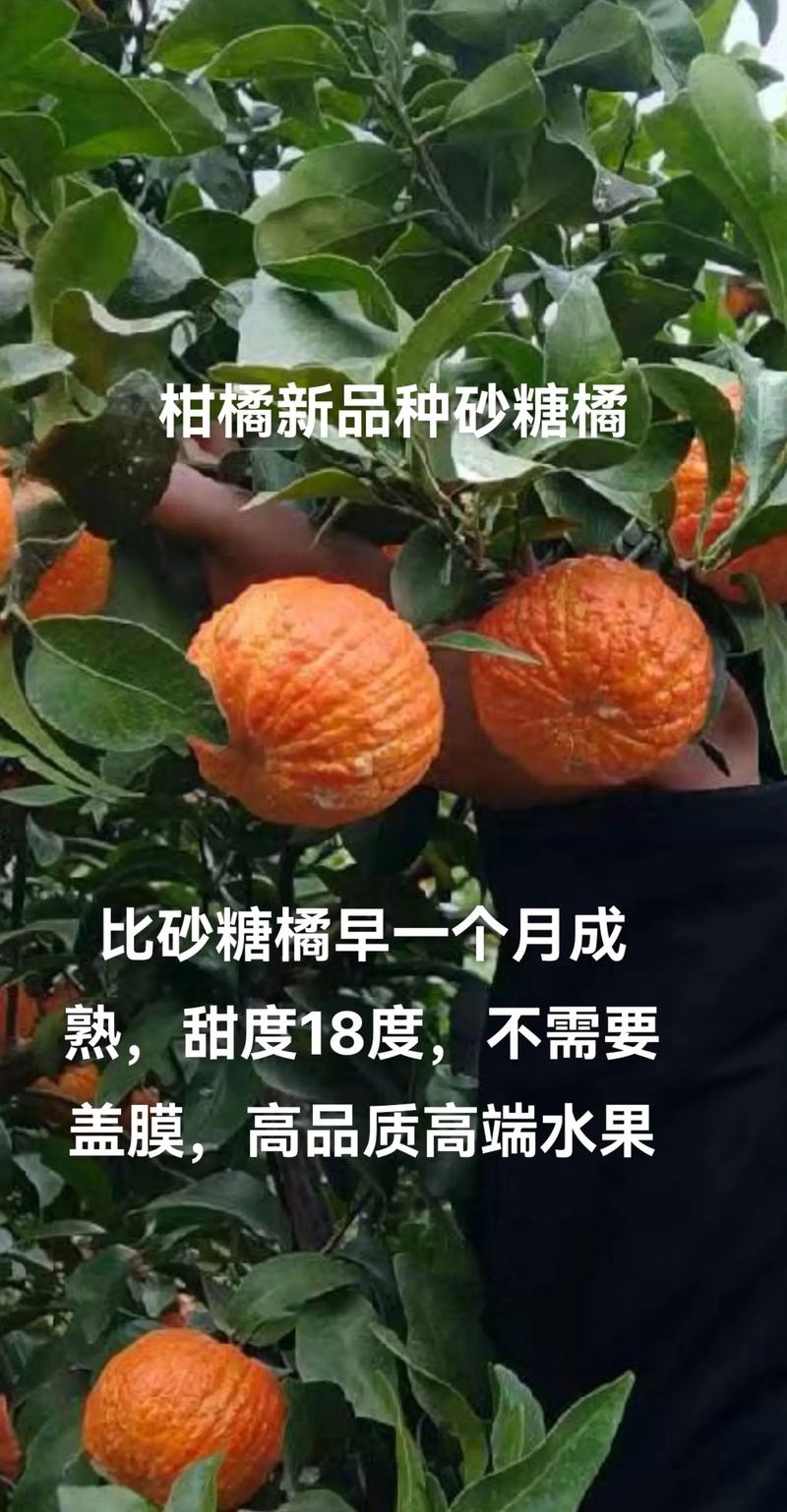 疫情下砂糖橘？疫情期间沙糖桔能吃吗？-第7张图片-优品飞百科