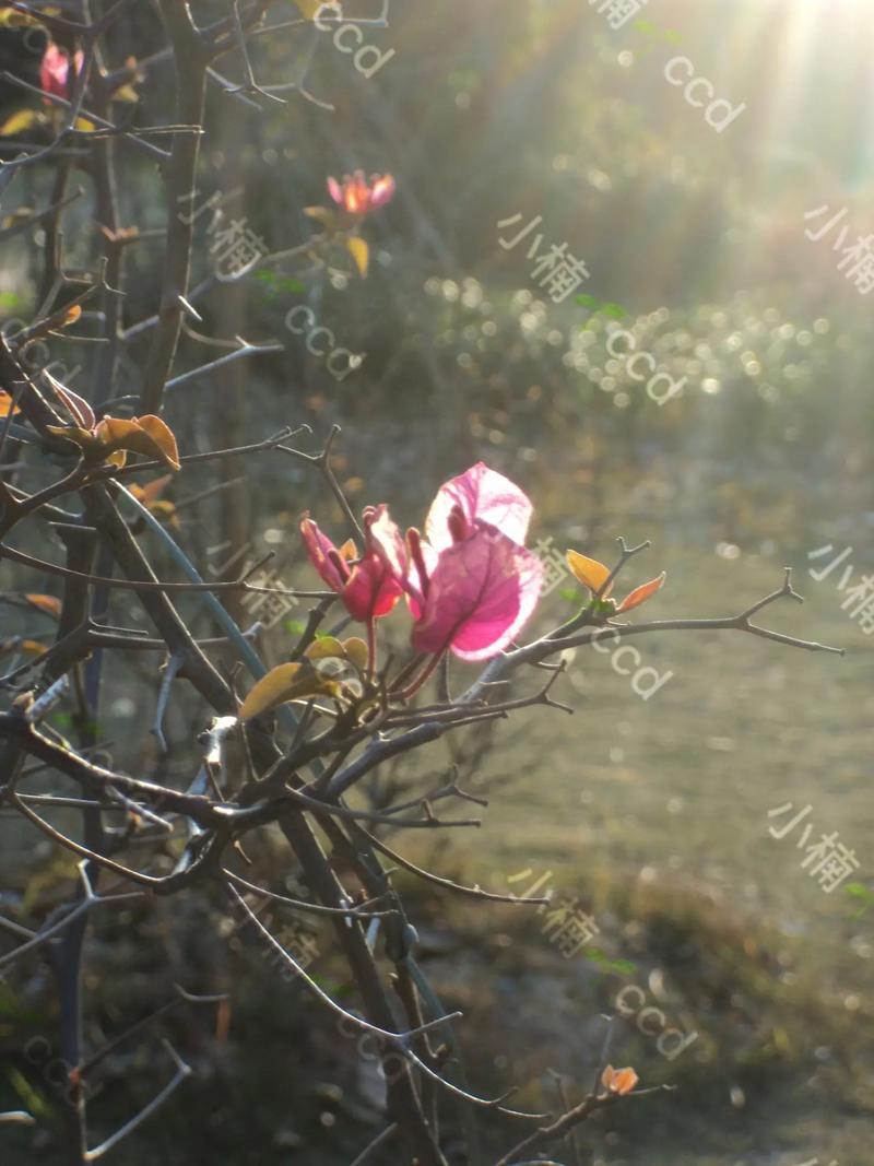 索尼w320内存卡什么样子？索尼32g内存卡？-第4张图片-优品飞百科