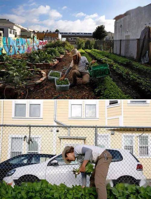 白萝卜对疫情，白萝卜会抵消药性吗-第1张图片-优品飞百科