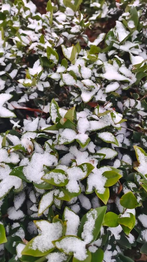 阜阳天气预报查询，今日阜阳天气预报查询-第2张图片-优品飞百科