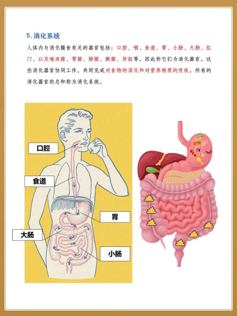 八大系统疾病有哪些，八大系统疾病有哪些种类？-第2张图片-优品飞百科