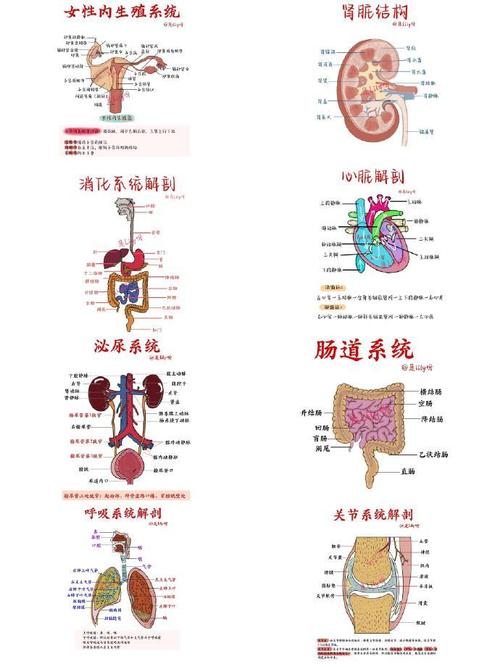 八大系统疾病有哪些，八大系统疾病有哪些种类？-第4张图片-优品飞百科