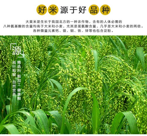 绿色的小米是什么米？有绿色的小米吗?？-第1张图片-优品飞百科
