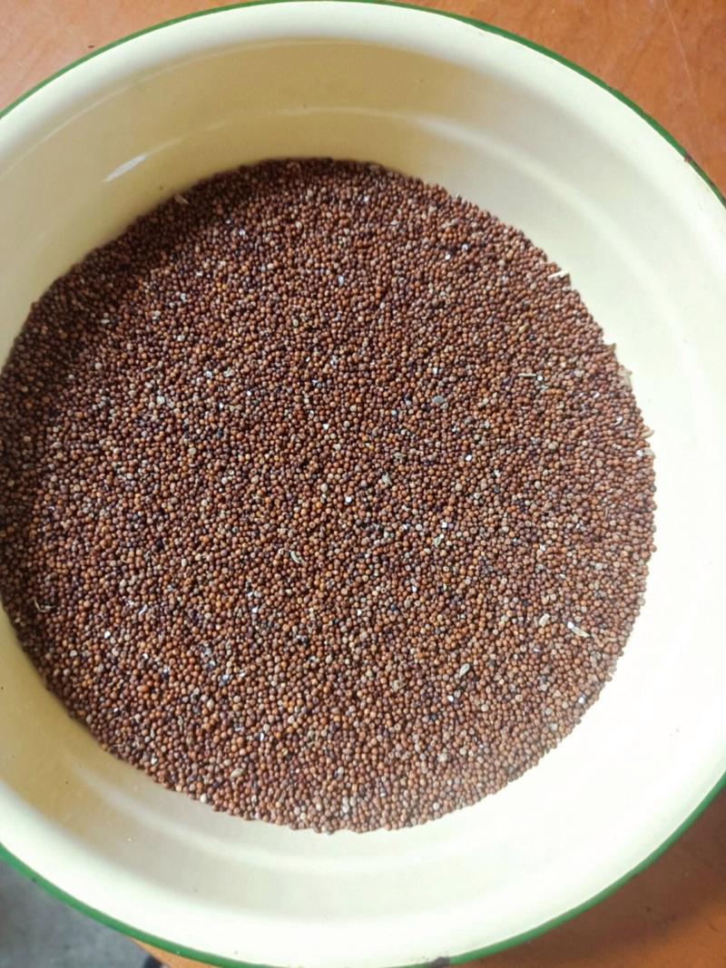 绿色的小米是什么米？有绿色的小米吗?？-第4张图片-优品飞百科