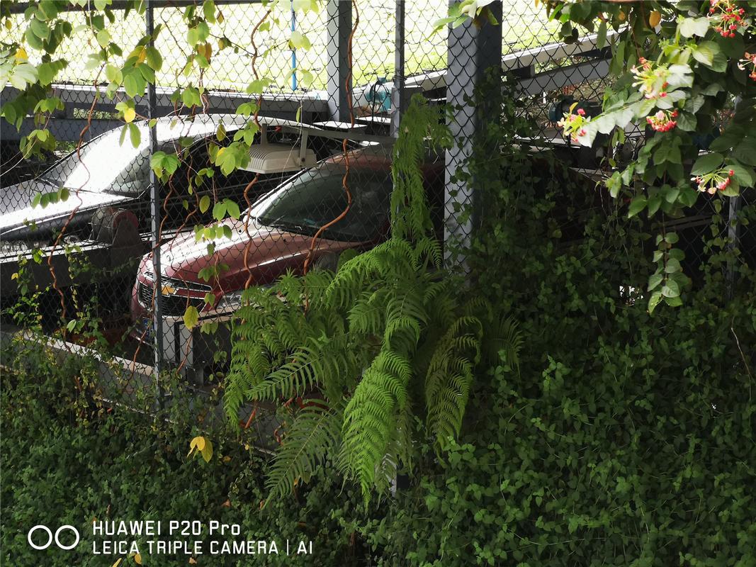 华为p20pro拍照好不好?华为p20pro的拍照技术使用方法?-第6张图片-优品飞百科 华为p20pro拍照好不好?华为p20pro的拍照技术使用方法?-第6张图片-优品飞百科