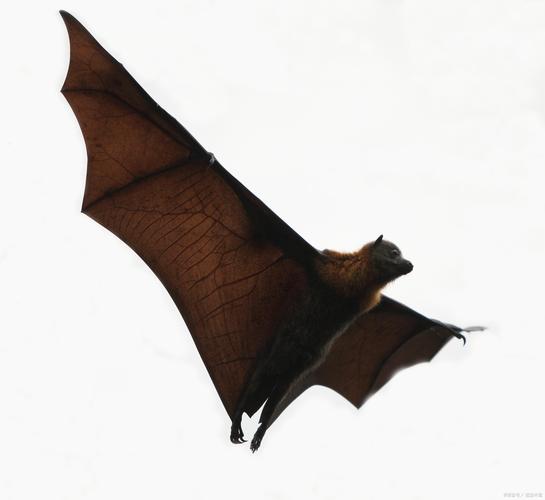 广州疫情咬人，广州疫情恐慌-第3张图片-优品飞百科