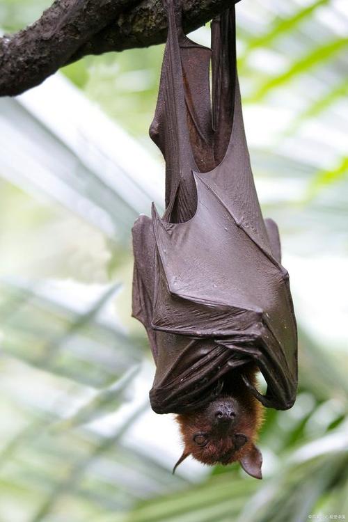 广州疫情咬人，广州疫情恐慌-第4张图片-优品飞百科