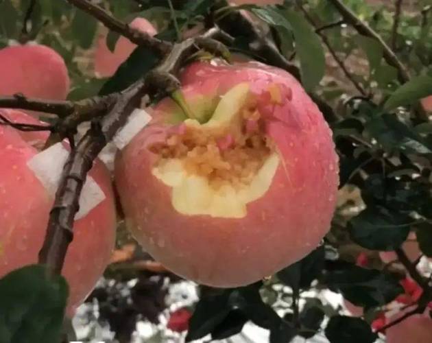 今年后期苹果费用会涨吗，今年的苹果会涨价吗-第3张图片-优品飞百科