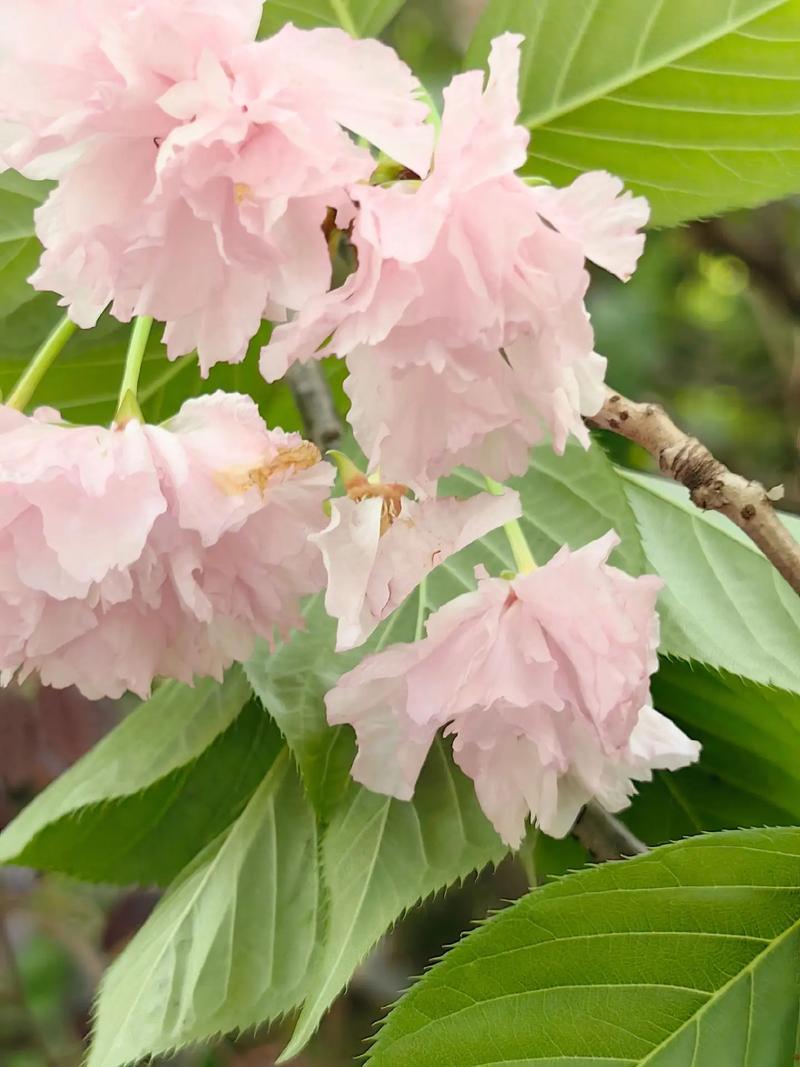 扬州施桥疫情，扬州施桥疫情最新消息？-第4张图片-优品飞百科