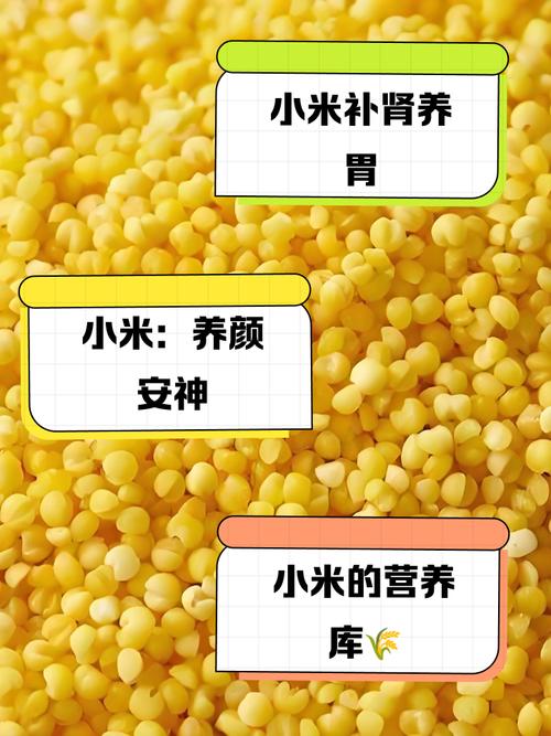 小米的营养价值及功效有哪些，小米的营养价值及功效与作用？-第1张图片-优品飞百科