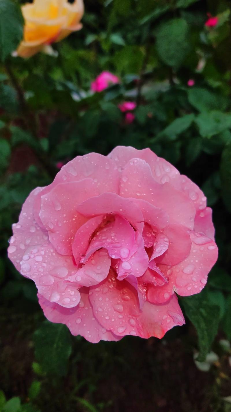 尼康单反摄影技巧大全？尼康单反摄影教学？-第4张图片-优品飞百科