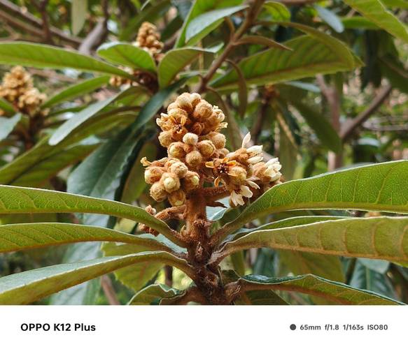 oppok1都有什么功能，oppok1zol？-第5张图片-优品飞百科