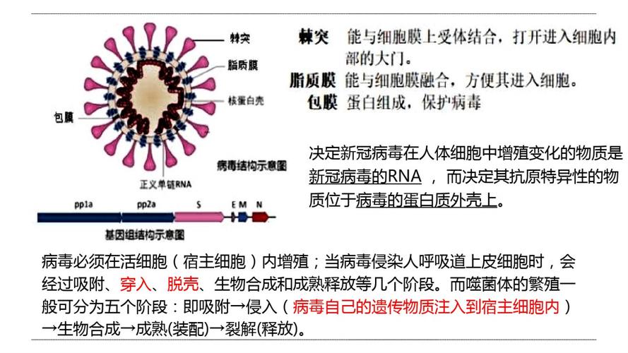 关于疫情起源，疫情的源起？-第3张图片-优品飞百科