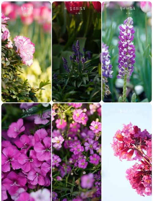 蒲公英抗疫情，蒲公英抗病毒作用大吗？-第4张图片-优品飞百科