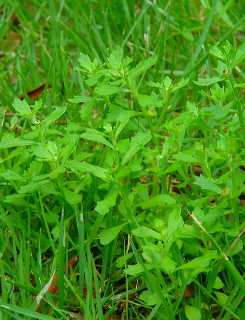 蒲公英抗疫情，蒲公英抗病毒作用大吗？-第5张图片-优品飞百科