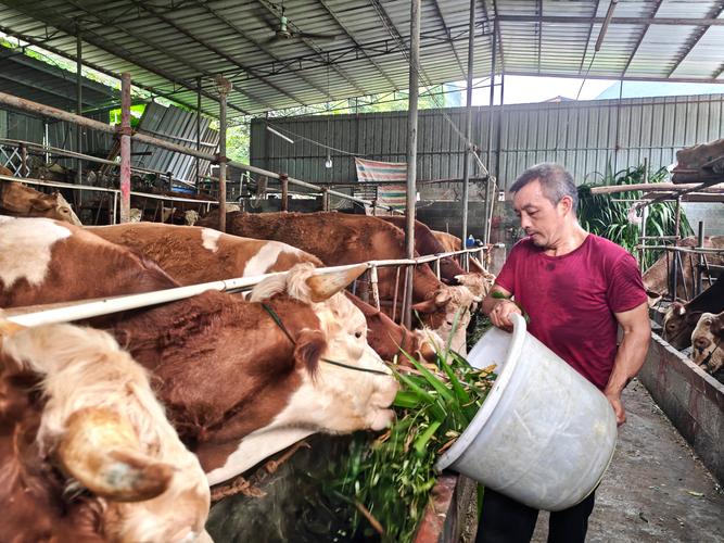 疫情之农村，疫情农村打麻将被抓-第4张图片-优品飞百科