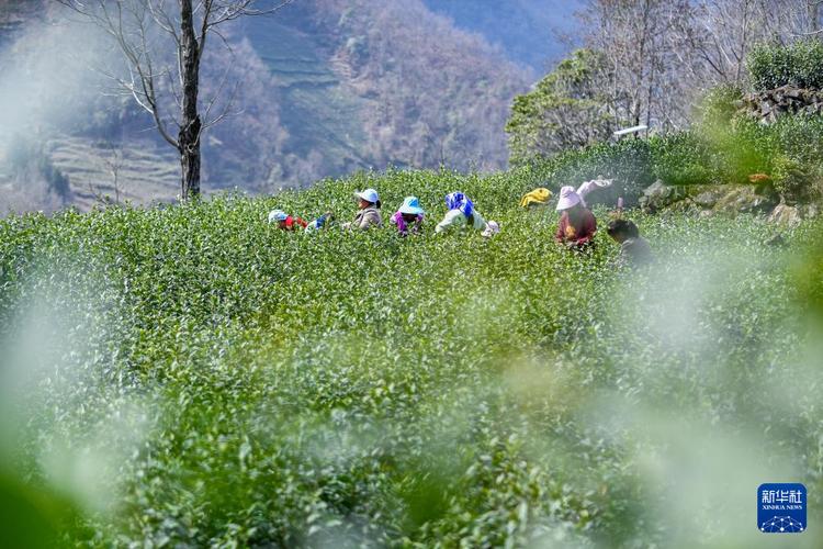 疫情影响春茶，2020年疫情对茶叶有影响么-第5张图片-优品飞百科