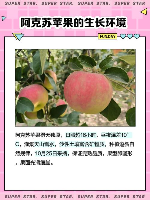 苹果多少一斤？南非小苹果多少一斤？-第3张图片-优品飞百科