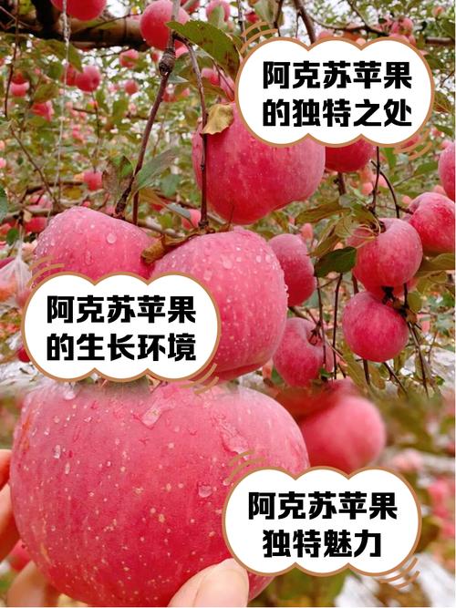 苹果多少一斤？南非小苹果多少一斤？-第8张图片-优品飞百科