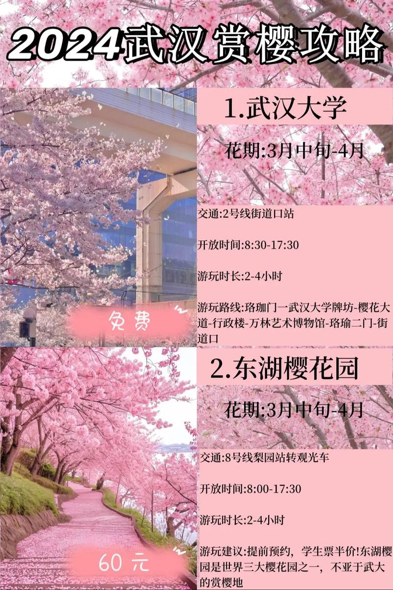 疫情的樱花，疫情樱花盛开