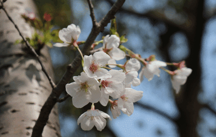 疫情的樱花，疫情樱花盛开-第2张图片-优品飞百科