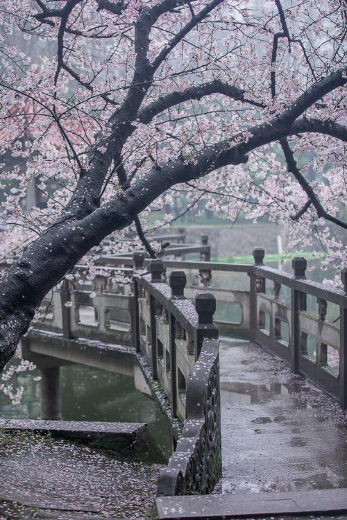疫情的樱花，疫情樱花盛开-第3张图片-优品飞百科