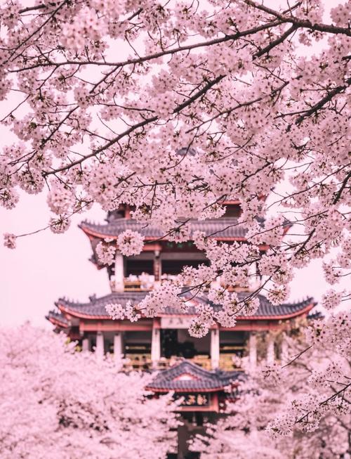 疫情的樱花，疫情樱花盛开-第6张图片-优品飞百科