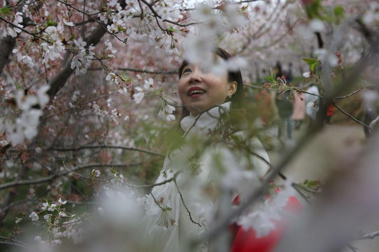 疫情的樱花，疫情樱花盛开-第7张图片-优品飞百科