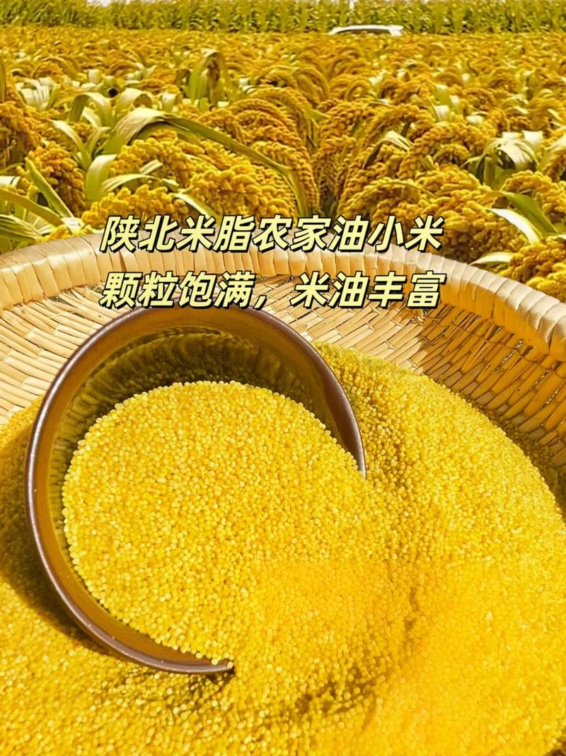 市场小米费用多少钱一斤？小米多少一斤 市场价？-第3张图片-优品飞百科