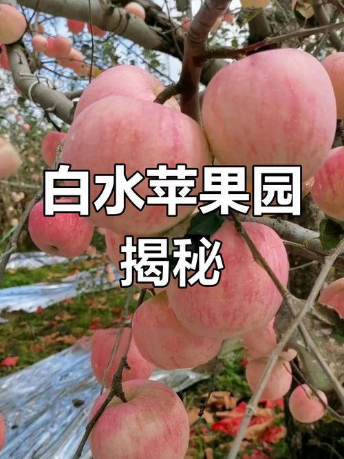 白苹果叫什么水果，白苹果的-第3张图片-优品飞百科