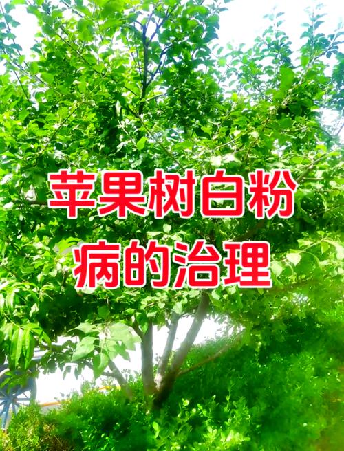 白苹果叫什么水果，白苹果的-第5张图片-优品飞百科