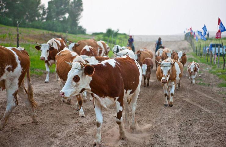 通辽疫情感染，通辽病情-第4张图片-优品飞百科