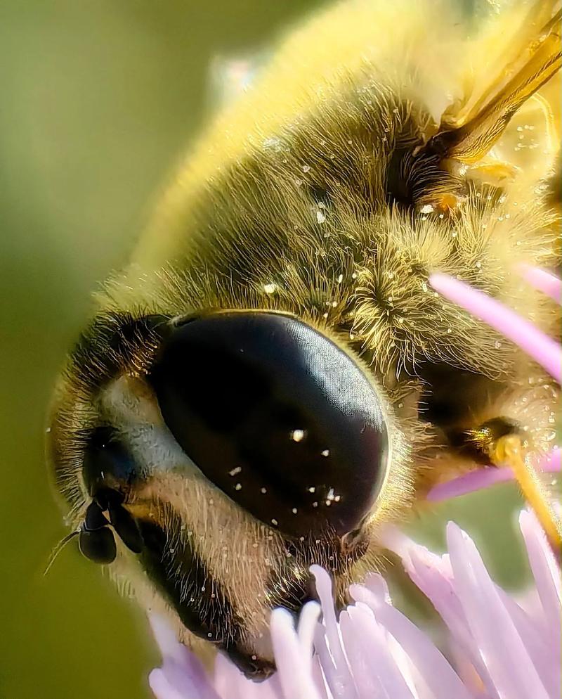 副厂微距镜头推荐，廉价微距镜头-第5张图片-优品飞百科