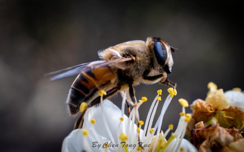 副厂微距镜头推荐，廉价微距镜头-第6张图片-优品飞百科