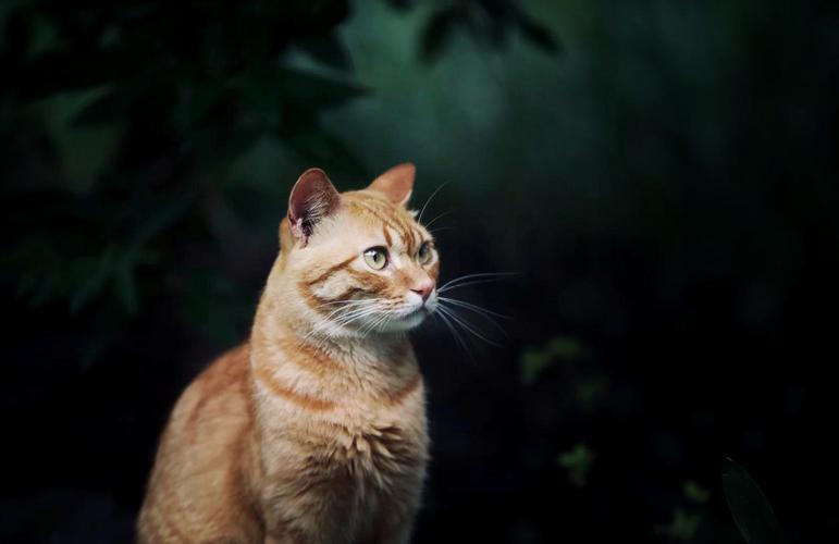 尼康d3x支持多大的cf卡，尼康d3x支持多大的内存卡-第4张图片-优品飞百科