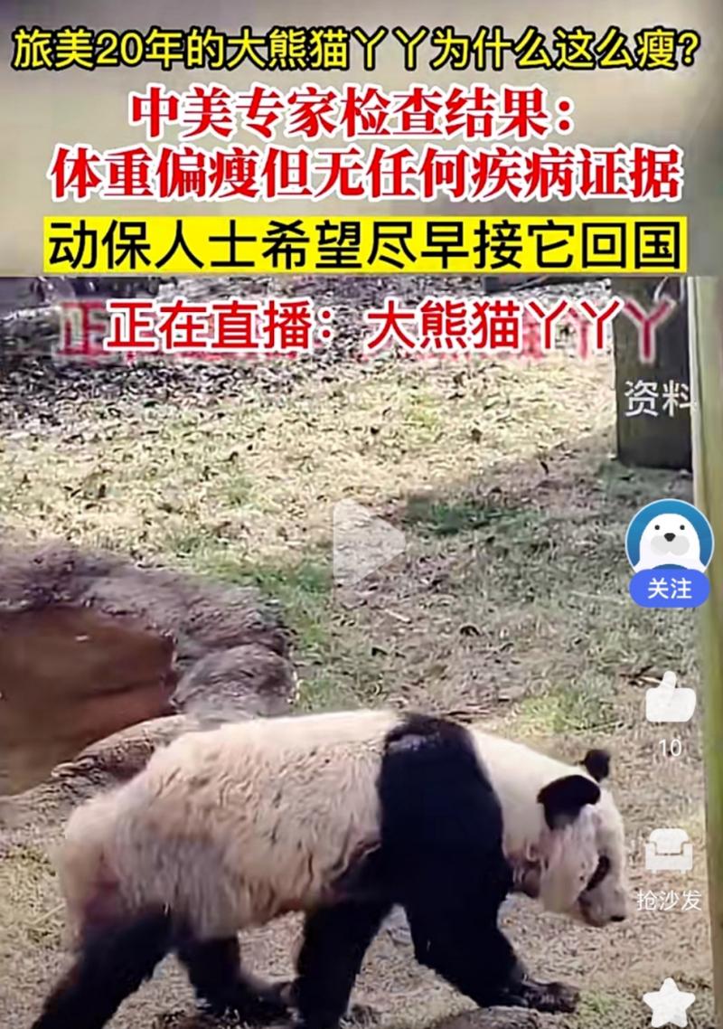 疫情野生熊猫，疫情野生熊猫有多少只-第2张图片-优品飞百科