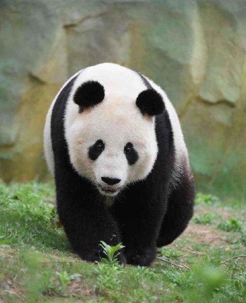 疫情野生熊猫，疫情野生熊猫有多少只-第3张图片-优品飞百科