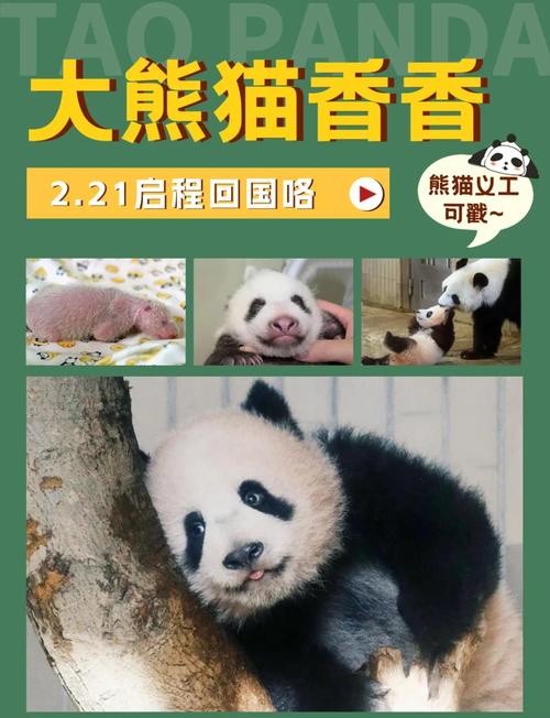 疫情野生熊猫，疫情野生熊猫有多少只-第4张图片-优品飞百科