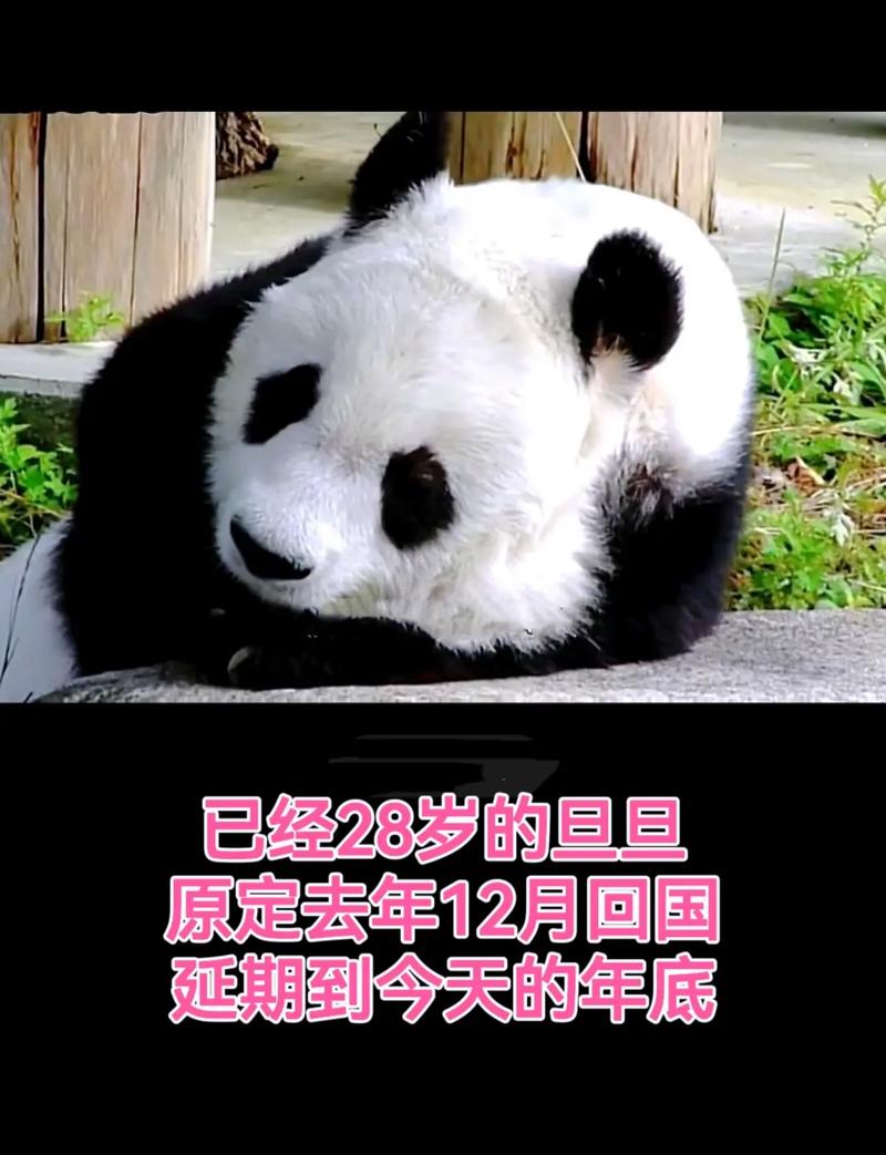 疫情野生熊猫，疫情野生熊猫有多少只-第6张图片-优品飞百科